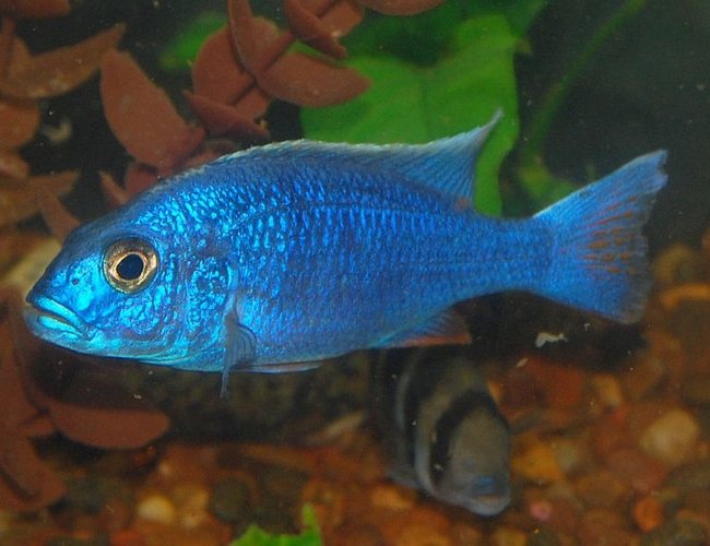 freshwater fish - sciaenochromis fryeri - electric blue hap stocking in 55 gallons tank - electric blue hap freshwater fish - sciaenochromis fryeri - electric blue hap stocking in 55 gallons tank - electric blue hap