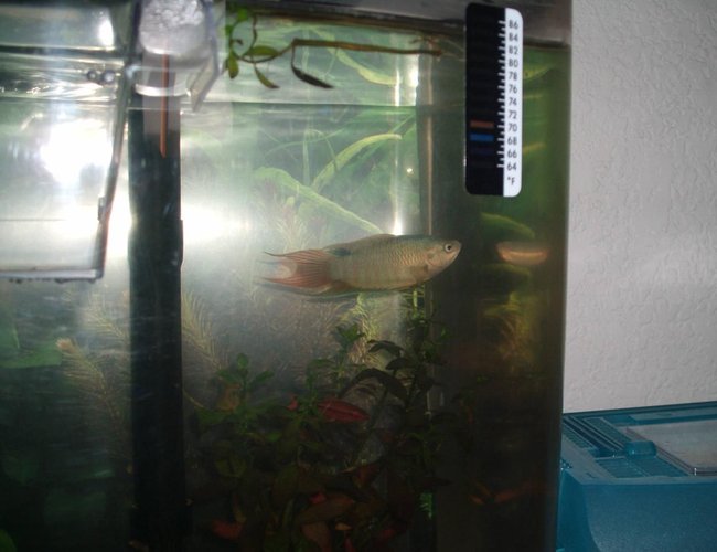 freshwater fish - macropodus opercularis - blue paradise stocking in 5 gallons tank - this is a pic of my male paridise fish.... freshwater fish - macropodus opercularis - blue paradise stocking in 5 gallons tank - this is a pic of my male paridise fish....
