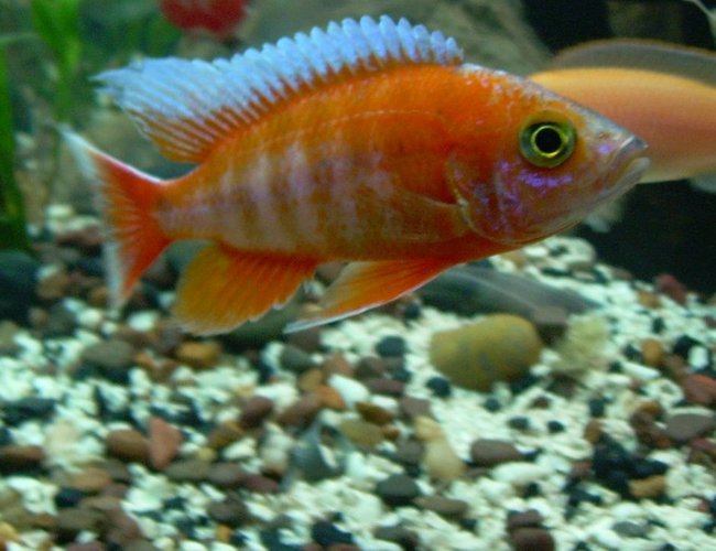 freshwater fish - aulonocara jacobfreibergi - eureka red stocking in 200 gallons tank - This is my F1 Eurka Peacock Cichlid "Aulonocara jacobfreibergi" who is 9months old. Love the long fins and the Surf. freshwater fish - aulonocara jacobfreibergi - eureka red stocking in 200 gallons tank - This is my F1 Eurka Peacock Cichlid "Aulonocara jacobfreibergi" who is 9months old. Love the long fins and the Surf.