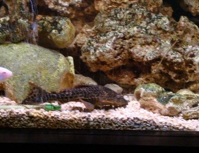 freshwater fish - hypostomus punctatus - trinidad pleco stocking in 75 gallons tank - he poOps 2 much freshwater fish - hypostomus punctatus - trinidad pleco stocking in 75 gallons tank - he poOps 2 much