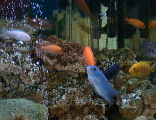 freshwater fish - pseudotropheus estherae - red zebra cichlid stocking in 75 gallons tank - thats it im goin 2 get more fish freshwater fish - pseudotropheus estherae - red zebra cichlid stocking in 75 gallons tank - thats it im goin 2 get more fish