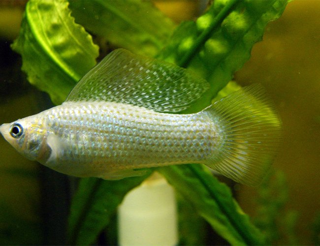 freshwater fish - poecilia latipinna - dalmatian molly stocking in 32 gallons tank - White Molly freshwater fish - poecilia latipinna - dalmatian molly stocking in 32 gallons tank - White Molly