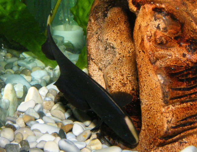 freshwater fish - apteronotus albifrons - black ghost knifefish stocking in 32 gallons tank - Black Ghost Knifefish freshwater fish - apteronotus albifrons - black ghost knifefish stocking in 32 gallons tank - Black Ghost Knifefish