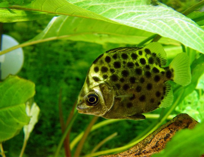 freshwater fish - scatophagus argus - ruby scat stocking in 32 gallons tank - Green Scat freshwater fish - scatophagus argus - ruby scat stocking in 32 gallons tank - Green Scat
