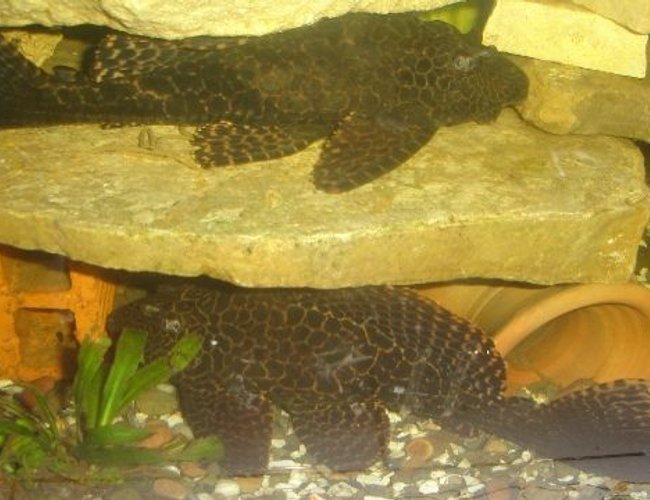 freshwater fish - glyptoperichthys gibbiceps - sailfin pleco (l-83) stocking in 70 gallons tank - pleco 1+1 freshwater fish - glyptoperichthys gibbiceps - sailfin pleco (l-83) stocking in 70 gallons tank - pleco 1+1