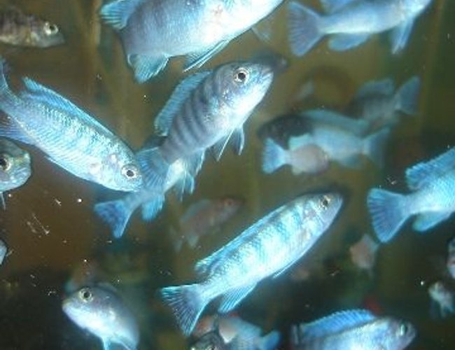 freshwater fish - aulonocara hansbaenschi - red peacock cichlid stocking in 70 gallons tank - alevins cichlides malawi freshwater fish - aulonocara hansbaenschi - red peacock cichlid stocking in 70 gallons tank - alevins cichlides malawi
