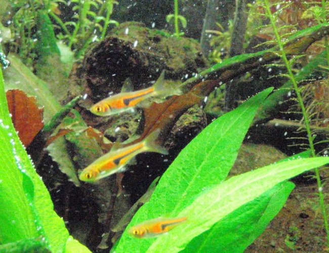 freshwater fish - rasbora heteromorpha - golden harlequin rasbora - porkchop rasboras freshwater fish - rasbora heteromorpha - golden harlequin rasbora - porkchop rasboras