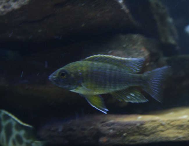 freshwater fish - aulonocara sp. - lwanda peacock stocking in 105 gallons tank - Lwanda Peacock freshwater fish - aulonocara sp. - lwanda peacock stocking in 105 gallons tank - Lwanda Peacock
