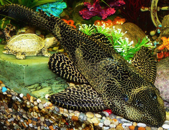 freshwater fish - glyptoperichthys gibbiceps - sailfin pleco (l-83) stocking in 50 gallons tank - Sailfin Plec, 4 years old, 15 inches in length freshwater fish - glyptoperichthys gibbiceps - sailfin pleco (l-83) stocking in 50 gallons tank - Sailfin Plec, 4 years old, 15 inches in length