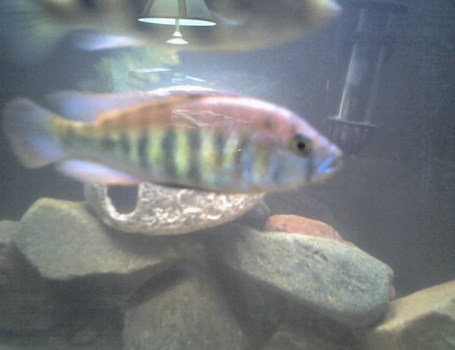 freshwater fish - pundamilia nyererei - nyererei hap stocking in 60 gallons tank - this is my nyererei freshwater fish - pundamilia nyererei - nyererei hap stocking in 60 gallons tank - this is my nyererei