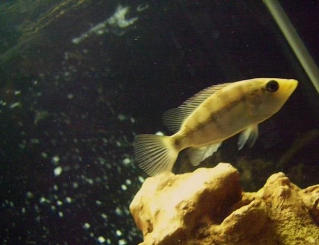 freshwater fish - petenia splendida - red bay snook stocking in 75 gallons tank - 4" red snook freshwater fish - petenia splendida - red bay snook stocking in 75 gallons tank - 4" red snook