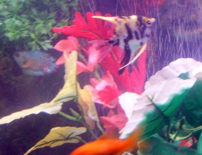 freshwater fish - colisa lalia - powder blue dwarf gourami stocking in 30 gallons tank - pic freshwater fish - colisa lalia - powder blue dwarf gourami stocking in 30 gallons tank - pic