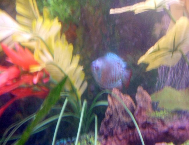 freshwater fish - colisa llalia - powder blue dwarf gourami stocking in 30 gallons tank - pic freshwater fish - colisa llalia - powder blue dwarf gourami stocking in 30 gallons tank - pic