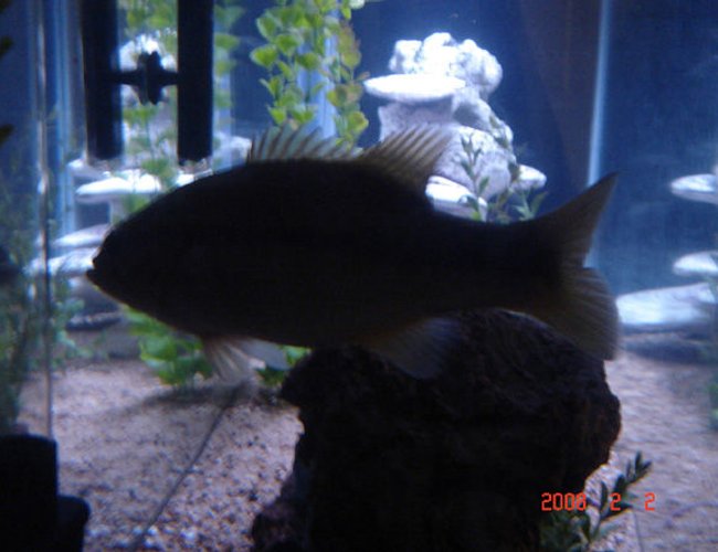 freshwater fish - lepomis macrochirus - bluegill - lmb freshwater fish - lepomis macrochirus - bluegill - lmb