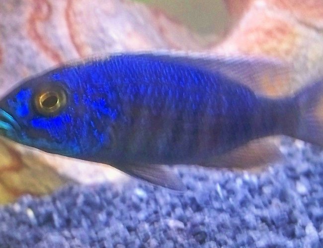 freshwater fish - sciaenochromis fryeri - electric blue hap stocking in 29 gallons tank - lightning blue rap. freshwater fish - sciaenochromis fryeri - electric blue hap stocking in 29 gallons tank - lightning blue rap.