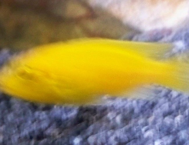 freshwater fish - pseudotropheus estherae - red zebra cichlid stocking in 29 gallons tank - zebra yellow freshwater fish - pseudotropheus estherae - red zebra cichlid stocking in 29 gallons tank - zebra yellow