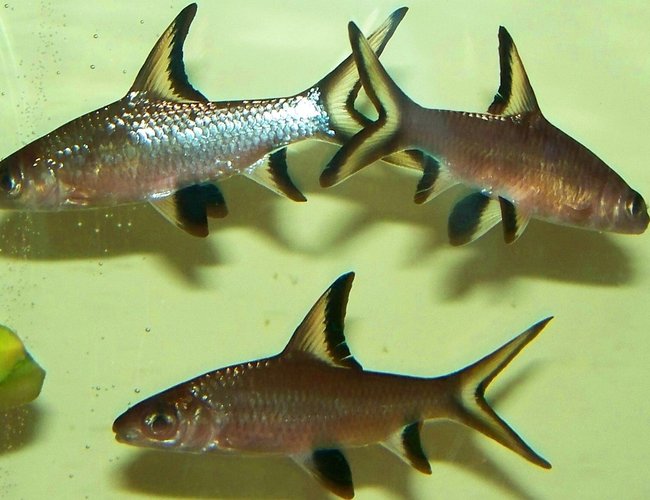 freshwater fish - balantiocheilus melanopterus - bala shark stocking in 75 gallons tank - Bala Sharks freshwater fish - balantiocheilus melanopterus - bala shark stocking in 75 gallons tank - Bala Sharks