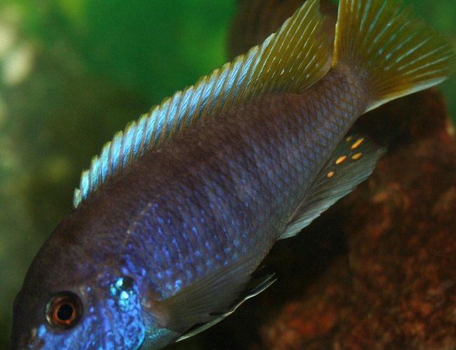 freshwater fish - pseudotropheus acei - acei cichlid stocking in 29 gallons tank - Acei freshwater fish - pseudotropheus acei - acei cichlid stocking in 29 gallons tank - Acei