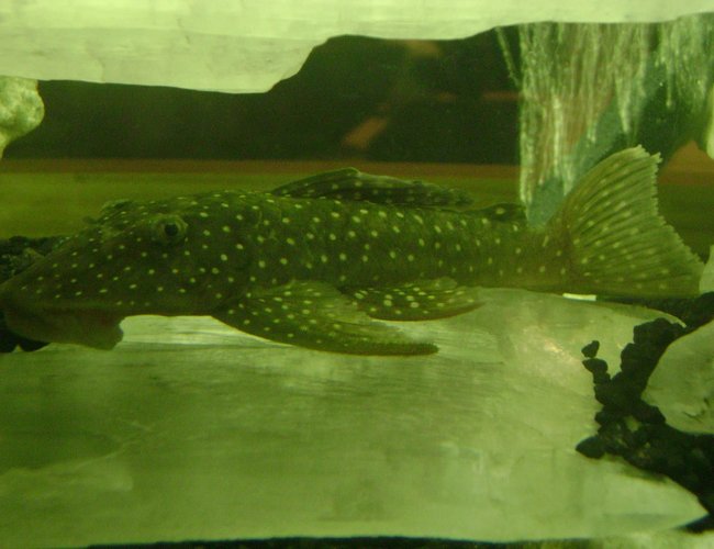 freshwater fish - baryancistrus demantoides - green phantom pleco stocking in 120 gallons tank - Green Phantom pleco freshwater fish - baryancistrus demantoides - green phantom pleco stocking in 120 gallons tank - Green Phantom pleco