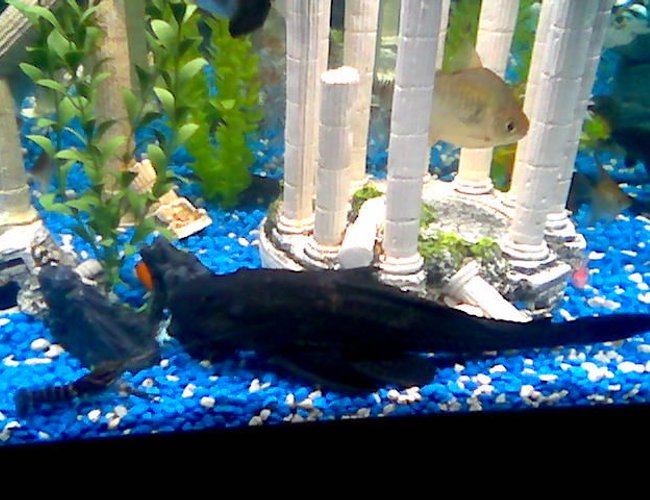 freshwater fish - metynnis argenteus - silver dollar stocking in 75 gallons tank - monster 13.5inch pleco with blue lobster and my silver doller my vary first fish over 5 years ago freshwater fish - metynnis argenteus - silver dollar stocking in 75 gallons tank - monster 13.5inch pleco with blue lobster and my silver doller my vary first fish over 5 years ago