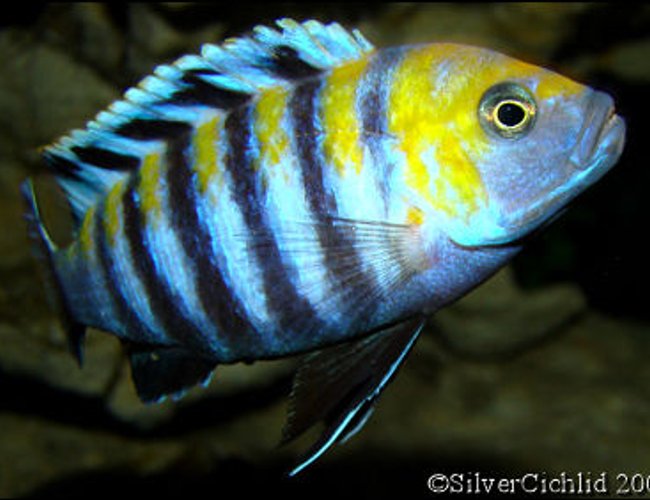 freshwater fish - cynotilapia afra - afra cichlid stocking in 180 gallons tank - Cynotilapia afra Cobue freshwater fish - cynotilapia afra - afra cichlid stocking in 180 gallons tank - Cynotilapia afra Cobue