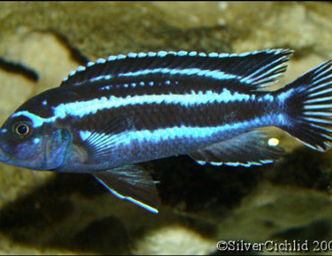freshwater fish - melanochromis cyaneorhabdos - maingano cichlid stocking in 180 gallons tank - Melanochromis maingano freshwater fish - melanochromis cyaneorhabdos - maingano cichlid stocking in 180 gallons tank - Melanochromis maingano
