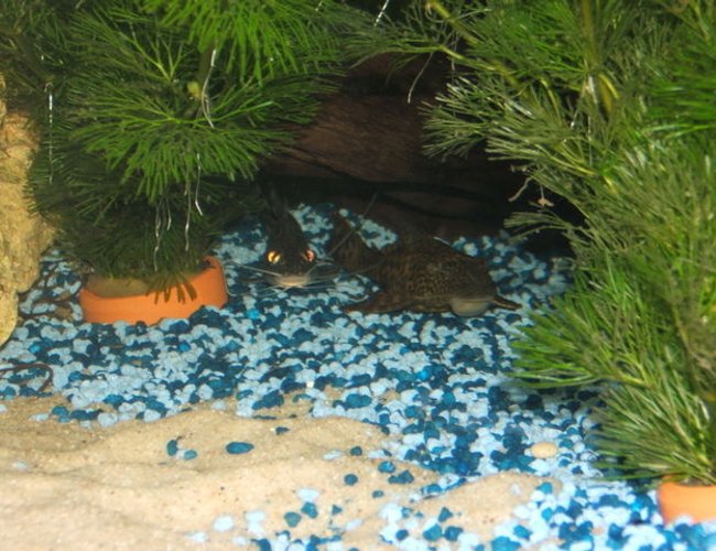 freshwater fish - pimelodus pictus - pictus cat stocking in 100 gallons tank - satan in fish format
evil looking pictus freshwater fish - pimelodus pictus - pictus cat stocking in 100 gallons tank - satan in fish format
evil looking pictus