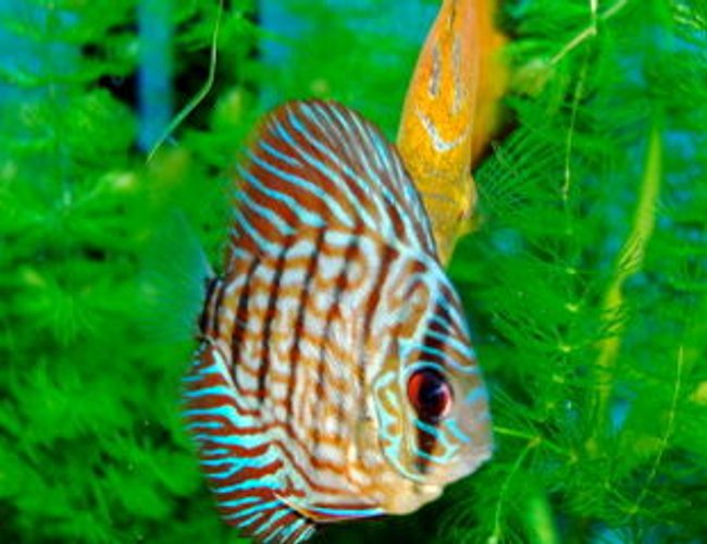 freshwater fish - symphysodon spp. - checkerboard discus stocking in 55 gallons tank - Checkers freshwater fish - symphysodon spp. - checkerboard discus stocking in 55 gallons tank - Checkers