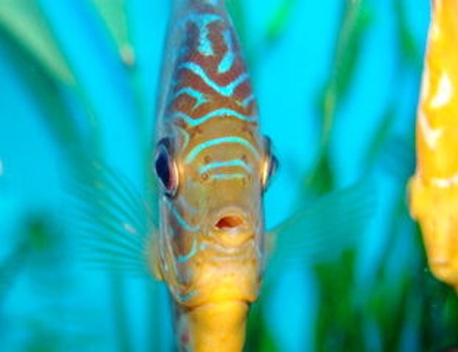 freshwater fish - symphysodon sp. - yellow marlboro discus stocking in 55 gallons tank - Berlioz up close freshwater fish - symphysodon sp. - yellow marlboro discus stocking in 55 gallons tank - Berlioz up close