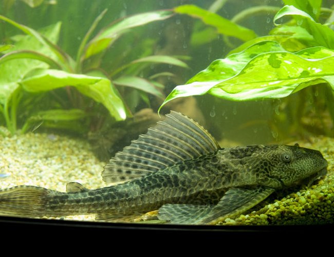 freshwater fish - glyptoperichthys gibbiceps - sailfin pleco (l-83) stocking in 47 gallons tank - my wee 11 incher freshwater fish - glyptoperichthys gibbiceps - sailfin pleco (l-83) stocking in 47 gallons tank - my wee 11 incher