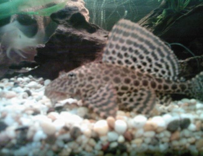 freshwater fish - glyptoperichthys gibbiceps - sailfin pleco (l-83) stocking in 70 gallons tank - sailfin pleco freshwater fish - glyptoperichthys gibbiceps - sailfin pleco (l-83) stocking in 70 gallons tank - sailfin pleco