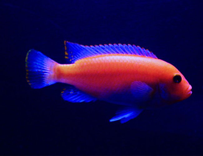 freshwater fish - pseudotropheus estherae - red zebra cichlid stocking in 55 gallons tank - The king of the tank, my Red Zebra. freshwater fish - pseudotropheus estherae - red zebra cichlid stocking in 55 gallons tank - The king of the tank, my Red Zebra.