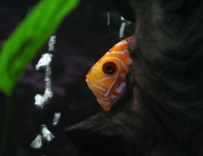 freshwater fish - symphysodon sp. - yellow marlboro discus stocking in 72 gallons tank - Yellow Marlboro freshwater fish - symphysodon sp. - yellow marlboro discus stocking in 72 gallons tank - Yellow Marlboro