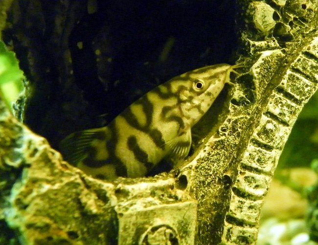 freshwater fish - botia lohachata - lohachata botia loach stocking in 32 gallons tank - Pakistani (Commando) Loach freshwater fish - botia lohachata - lohachata botia loach stocking in 32 gallons tank - Pakistani (Commando) Loach