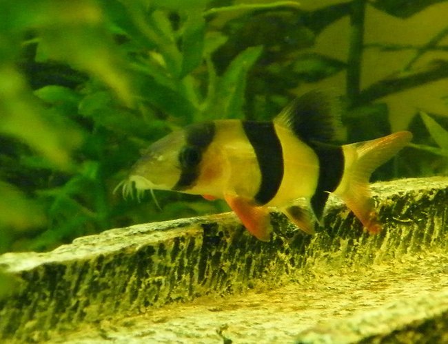 freshwater fish - botia macracantha - clown loach stocking in 32 gallons tank - Clown Loach 2 freshwater fish - botia macracantha - clown loach stocking in 32 gallons tank - Clown Loach 2