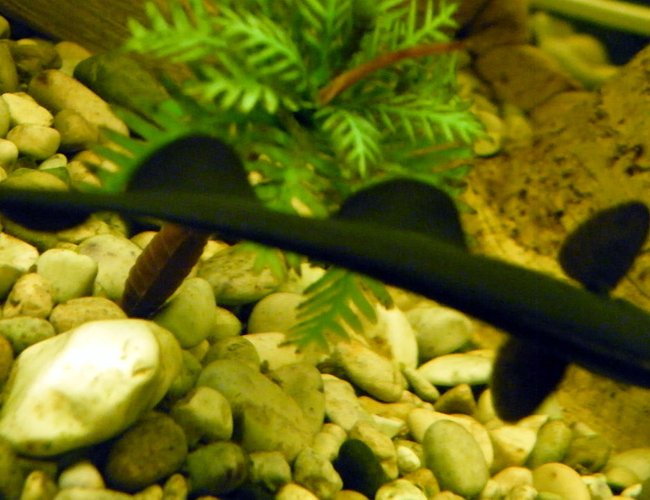 freshwater fish - apteronotus albifrons - black ghost knifefish stocking in 32 gallons tank - Black Ghost Knife Fish (From Top) freshwater fish - apteronotus albifrons - black ghost knifefish stocking in 32 gallons tank - Black Ghost Knife Fish (From Top)