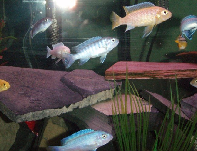 freshwater fish - aulonocara nyassae - blue peacock cichlid stocking in 20 gallons tank - My africans freshwater fish - aulonocara nyassae - blue peacock cichlid stocking in 20 gallons tank - My africans