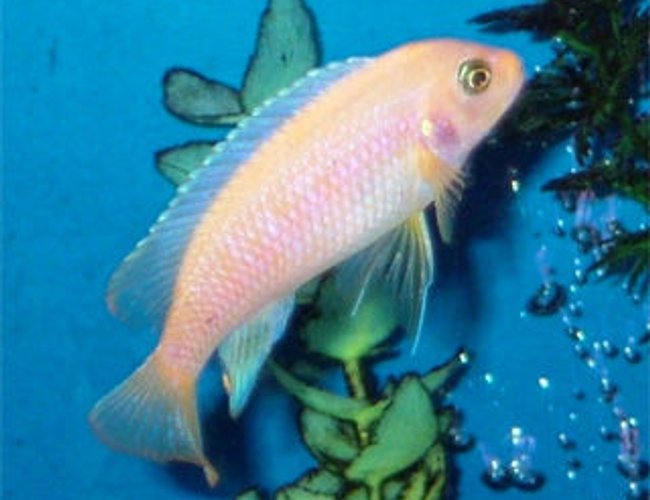 freshwater fish - pseudotropheus estherae - red zebra cichlid stocking in 55 gallons tank - Young adult male Metriaclima estherae (red zebra). 11-12 months old. freshwater fish - pseudotropheus estherae - red zebra cichlid stocking in 55 gallons tank - Young adult male Metriaclima estherae (red zebra). 11-12 months old.