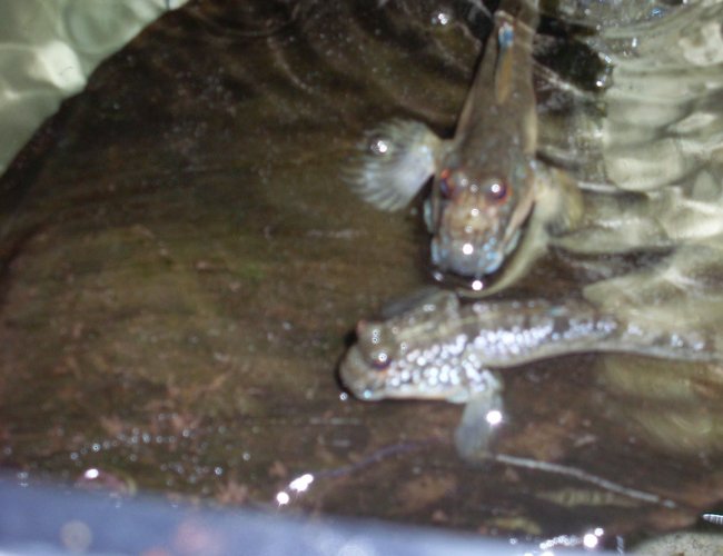 freshwater fish - periophthalmus modestus - mudskipper stocking in 110 gallons tank - Mud Skippers 2 freshwater fish - periophthalmus modestus - mudskipper stocking in 110 gallons tank - Mud Skippers 2