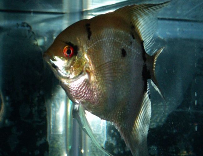 freshwater fish - pterophyllum sp. - silver zebra angel stocking in 110 gallons tank - Angelfish freshwater fish - pterophyllum sp. - silver zebra angel stocking in 110 gallons tank - Angelfish