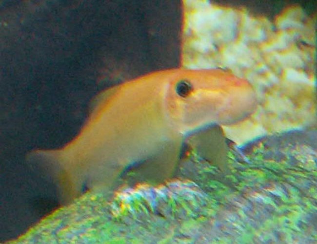 freshwater fish - gyrinocheilos aymonieri - gold algae eater stocking in 110 gallons tank - Gold Algea Eater freshwater fish - gyrinocheilos aymonieri - gold algae eater stocking in 110 gallons tank - Gold Algea Eater