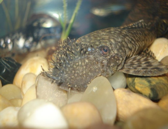 freshwater fish - peckoltia angelicus - angelicus pleco (l-05) stocking in 10 gallons tank - Bristle Nose Pleco freshwater fish - peckoltia angelicus - angelicus pleco (l-05) stocking in 10 gallons tank - Bristle Nose Pleco