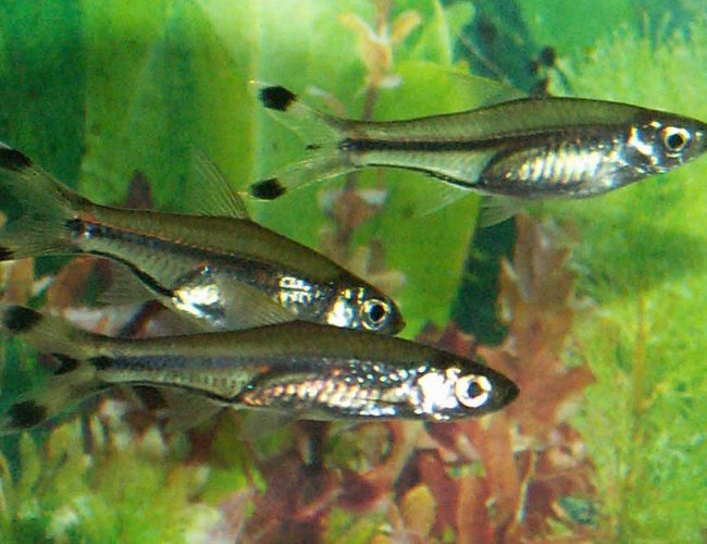 freshwater fish - rasbora trilineata - scissortail stocking in 110 gallons tank - Scissortail Rasboras freshwater fish - rasbora trilineata - scissortail stocking in 110 gallons tank - Scissortail Rasboras