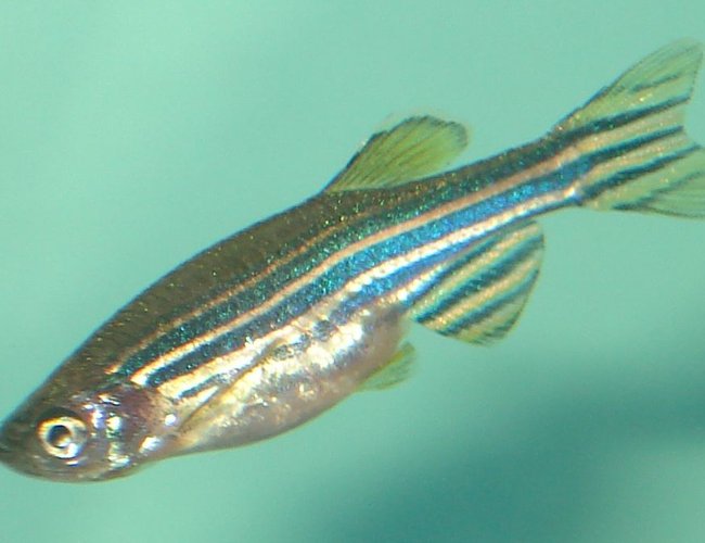 freshwater fish - danio rerio - zebra danio stocking in 10 gallons tank - Zebra Danio freshwater fish - danio rerio - zebra danio stocking in 10 gallons tank - Zebra Danio