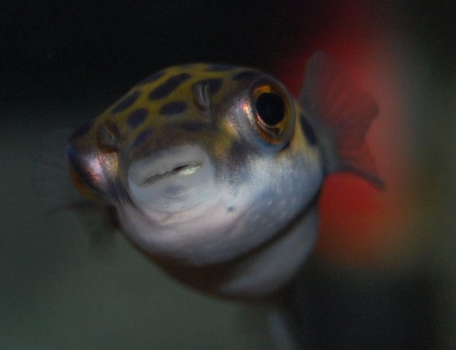 freshwater fish - tetraodon nigroviridis - green spotted puffer stocking in 20 gallons tank - Green Puffer freshwater fish - tetraodon nigroviridis - green spotted puffer stocking in 20 gallons tank - Green Puffer