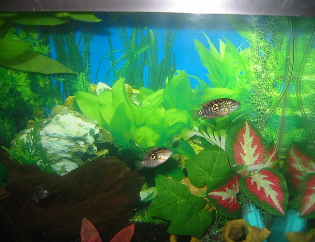 freshwater fish - thorichthys meeki - firemouth cichlid stocking in 30 gallons tank - brothers freshwater fish - thorichthys meeki - firemouth cichlid stocking in 30 gallons tank - brothers
