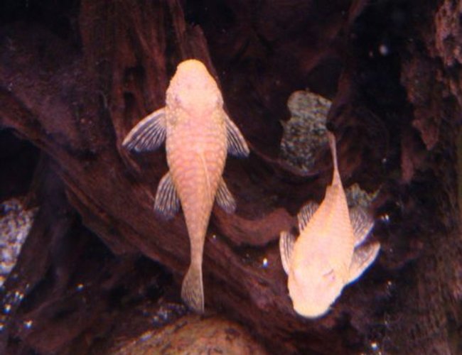 freshwater fish - ancistrus sp. - bushy nose pleco l-144 stocking in 125 gallons tank - bushy nose plecos freshwater fish - ancistrus sp. - bushy nose pleco l-144 stocking in 125 gallons tank - bushy nose plecos