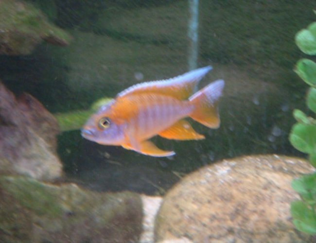 freshwater fish - aulonocara jacobfreibergi - eureka red stocking in 125 gallons tank - eureka red peacock male freshwater fish - aulonocara jacobfreibergi - eureka red stocking in 125 gallons tank - eureka red peacock male