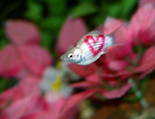 freshwater fish - poecilia latipinna - balloon molly stocking in 15 gallons tank - my tattooed balloon molly, Esmeralda. freshwater fish - poecilia latipinna - balloon molly stocking in 15 gallons tank - my tattooed balloon molly, Esmeralda.
