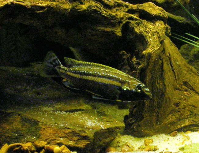 freshwater fish - melanochromis auratus - auratus cichlid stocking in 29 gallons tank - Male Melanochromis auratus freshwater fish - melanochromis auratus - auratus cichlid stocking in 29 gallons tank - Male Melanochromis auratus